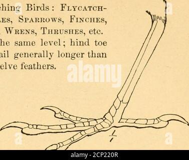 . Manuel des oiseaux de l'est de l'Amérique du Nord : avec les clés de l'espèce, et les descriptions de leurs plumages, nids et oeufs, leur répartition et leurs migrations ... . Figure 40. Ordre XVI Macrochires*—Goatsuckers, Swifts et Hummingbirds.pieds très petits et faibles; bec court et petit et bouche large, ou billlong et extrêmement mince et bouche petite; ailes généralement longues et pointues. A. taille relativement grande; plumage variégé, noir et brun; pointe-clou centrale avec un bord comblike. . Famille Caprimulgidai:Nighthawks, whip-Poor-Wills, etc. (Fig. 38), p. 236. B. taille moyenne ; sucette de la plumage noire Banque D'Images