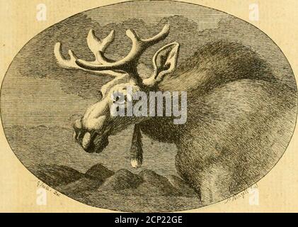 . Zoologie arctique .. . LONDRES: IMPRIMÉ PAR HENRY HUGHS, M.DCC.LXXXIV. Banque D'Images