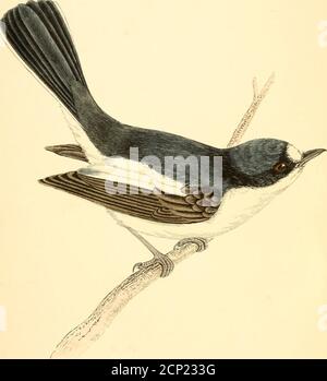 . Une histoire des oiseaux britanniques. Par le Rév. F.O. Morris .. . IIlD rj.YCATCHER. HISTOIRE OP BRITISH BIEDS. PAR LA REV. F. O. MORRIS, B.A., ^IF.MBKR OF TIRE ASHMOLKAX SOCIKTY. VOL. 11. CONTENANT QUARANTE-SEPT GRAVURES DE COULEUR. Gloria tVz excelsis DEO, LONDRES: GROOMBRIDGE ET FILS, 5, PATERNOSTER ROW. ■ NI CONTENU DU DEUXIÈME VOLUME. PAOK Pied Flycatcher 1 Flycatclier tacheté 5 Roller 9 Kingfisher 13 Belted Kingfisher 18 Bee-eater • .... 21 Hoopoe 24 Chough 27 Raven 31 Crow 35 Hooded Crow 39 Rook 42 Jackdaw 46 Mag-pie 49 ,„ T^utcracker 52 r Jay 56 Waxwing 59 ,]^uthatch 62 &gt; Wryneck . 65 vitesse rampante Banque D'Images