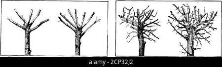 . Comment attirer des oiseaux sauvages sur la maison . Bluebird nourrissant jeune. Berlepsch House on Post.24 Phoebes occupera quatre pouces carrés shchcs mis sous les éves des bâtiments. Les hirondelles de grange et d'Eave construisent souvent leurs crampons étroits de nid de boue fixés dans des situations similaires. Les Robins occuperont des étagères ouvertes, tout comme les oiseaux-chats et les thrashers bruns, s'ils sont placés dans des arbustes. Les dispositifs décrits, alors qu'ils aideront à augmenter la vie de l'oiseau sur ceux à la maison, il reste beaucoup à faire pour makeones place attrayant pour les oiseaux nicheurs. La plantation pour attirer les oiseaux le jardinage moderne de paysage fait peu provisio Banque D'Images