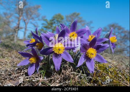 Pasque Flower, Pulsatilla vulgaris, floraison, printemps Banque D'Images