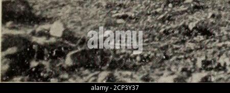 . Les îles Canaries : leur histoire, leur histoire naturelle et leur paysage : un compte rendu des voyages de camping d'un ornithologue dans l'archipel. $&m&gt;mm&Z: ■ h le Camp à la périphérie des forêts de pins. [Face à la page 186 LE CHAFFINCH BLEU DE GRAN CANARIA 187 comme le soleil se leva, nos esprits se levèrent en conséquence, pour le moment, nous nous sentions certains que nous avions frappé le bon endroit pour trouver le Chaffinch bleu, et que la wre ne devrait pas retourner les mains vides. Le Pinar s'étiré aussi loin que l'œil pouvait atteindre, vêtant les crêtes à la fois au nord et à l'est, et après le petit déjeuner, nous avons jeté le toscour de la forêt entre le TH Banque D'Images