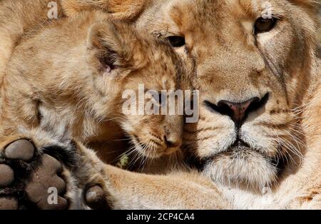 A Two Month Old Lion Cub Hides Between His Mother S Legs On His First Day Outside In The Lions Den At Ouwehands Zoo In Rhenen The Netherlands May 15 03 After A Two Month