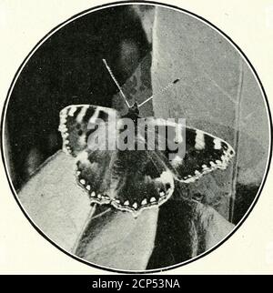 . Forêt, champ et rivage : nature sauvage représentée avec un stylo et caméra . ss iton à où il recherche toutes les parties du bois de hêtre encore plus haut, causant des écureuils à faire une pause chaque nowand puis dans leur scamper sur les feuilles encore. Un grand nombre de goélands se nourrissant d'un champ laiteux nouvellement labouré se lève lorsqu'ils séean s'immisce et s'envolent pour moudre un peu plus loin. Linnets twitter de la haies, qui havea une récolte lourde de mûres très fines et luxuriantes.nul besoin de voyager affamé dans ces Dorsetshirelanes pendant la seconde moitié de septembre, les forbuissons sont surchargés de quantité Banque D'Images