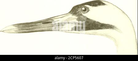 . Chasse et pêche en Floride : y compris une clé pour les oiseaux aquatiques connus pour se produire dans l'État . ACK: crown noir verdâtre. Les oiseaux de l'IMMA-ture sont marbruns marbré, les primaries du welitof étant brun roufeux pâle. Nycticorax nycticorax nsevius.Night Heron. Voir page 25S longueur, 22.50: Aile, 10: Tarse. 3.60: Projet de loi. 3. Pumplish de tête et de cou l^nwn : reste de plumage slatyblue : pattes et pieds noirs. Ardea coerulea.Little Blue Heron (adulte). Voir page 256 longueur, 22: Aile, 10: Tarsus. 3.60: Projet de loi. 3mage partiellement bleu grisâtre, partiellement blanc. Ardea coerulea. Petit Héron bleu (immature). Voir page 256 Leng Banque D'Images