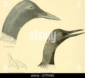 . Chasse et pêche en Floride : y compris une clé pour les oiseaux aquatiques connus pour se produire dans l'Etat . Colymbus auritus. Podilymbus podiceps. Podilvinbus pci Lengtli, 13.40; Wing, 5.40: Tarsus. 1.70-. Hill, .,j.. Colymbus auritus. Il a été corné Grebe. .Voir p.ige 1S5 longueur, 13.50: Aile, ,»; tarse. 1.4-.»; V, Podilymbus podiceps.pied=Grebe facturé. .VOIR PAGE 1-S6 14- KKV AU WATKR IJIRDS OK FLORIDA. Famille URINATORID.E. Huards — divers... Longueur, .-Jl ; aile. 14: Tarsus. 3.35 ; Hill. 2.75. Imbérateur d'Urinator. Loon — Grand plongeur du Nord. Voir page 187 longueur, 2-4; Wing, Lo.to; Tarsus, 2.75: r.Ill, Urinator Banque D'Images