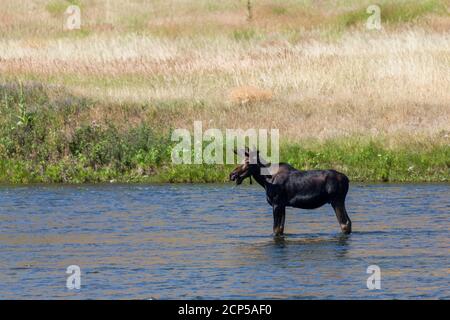 Un orignal mâle avec des bois encore en velours debout et mangeant dans les eaux peu profondes de la rivière Madison, dans le Montana, lors d'une journée d'été ensoleillée. Banque D'Images