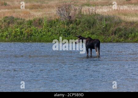 Un orignal de taureau avec des bois encore en velours est debout dans les eaux peu profondes de la rivière Madison, dans le Montana, et regarde au loin. Banque D'Images