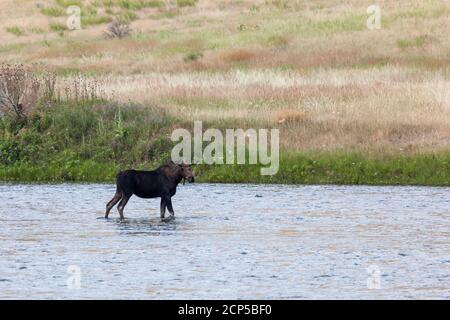 Un orignal de taureau avec des bois encore en velours est debout dans les eaux peu profondes de la rivière Madison, dans le Montana, et regarde au loin. Banque D'Images