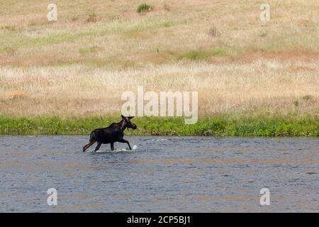Un orignal de taureau avec des bois encore en velours sort des eaux peu profondes de la rivière Madison, dans le Montana. Banque D'Images
