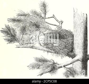 . Une histoire des oiseaux britanniques . e fois qu'il veut le * les frères Grimm donnent d'autres formes du mot., à savoir, Beheimlein, Behaml, Biihemle, et Bumerle (Deutsches Worterbuch, i. 1332); et le Dr Sanders ajoute Bohmlein, Buheimle(in) et Bolam [Worterbuch der DeutsclienSprache, i. p. 184). AILE DE CIRE. i)67 extrémités blanches des couvre-ailes et des appendices de type cire.l'autre, le célèbre oiseau de cèdre d'Amérique du Nord,A. ccdlorum* a le noir sur le menton moins distinct, wantsle blanc sur les ailes, et a le ventre teinté de jaune, tandis que les couvre-queues inférieures sont sales jaunâtre-blanc de tendinba Banque D'Images