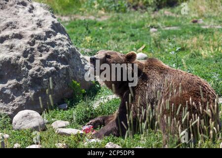 Un grand grizzli brun croquant un régal de glace avec ses dents pour se rafraîchir lors d'une chaude journée d'été dans son sanctuaire du Montana. Banque D'Images