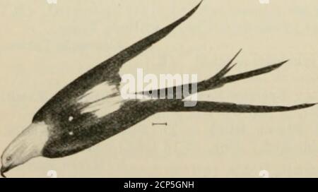 . Oiseaux des États-Unis à l'est des montagnes Rocheuses; un manuel pour l'identification des espèces en main ou dans la brousse . rugineux rug-leg. P. jambes plus ou moins de buffle sans brunâtre-rouge 19. American Rough-legged Hawk. 1. Kite à queue hirondelle (.527. Elanoides forficltus). — UN cerf-volant, grand, brillant, noir bleuâtre, avec la tête, la bosse, et sous les parties blanches, et la queue deeplyforked. Les couvre-ailes du cou et du dessous sont également blancs. Thisis un oiseau gracieux, généralement vu sur l'orientation, où ses déplacements rappellent un de ceux d'une hirondelle.il est remarquable en ce qu'il peut boire aussi bien que ea Banque D'Images