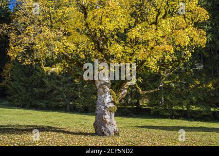 Sycamore érable dans les Alpes d'Ammergau, Halch, Ostallgäu, Allgäu, Swabia, Bavière, Sud de l'Allemagne, Allemagne, Europe Banque D'Images