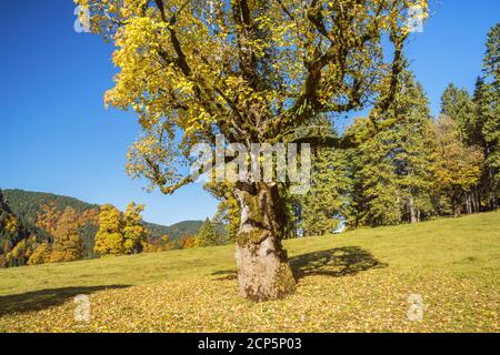 Sycamore érable dans les Alpes d'Ammergau, Halch, Ostallgäu, Allgäu, Swabia, Bavière, Sud de l'Allemagne, Allemagne, Europe Banque D'Images