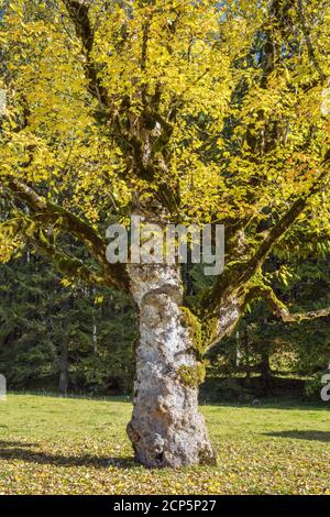 Sycamore érable dans les Alpes d'Ammergau, Halch, Ostallgäu, Allgäu, Swabia, Bavière, Sud de l'Allemagne, Allemagne, Europe Banque D'Images