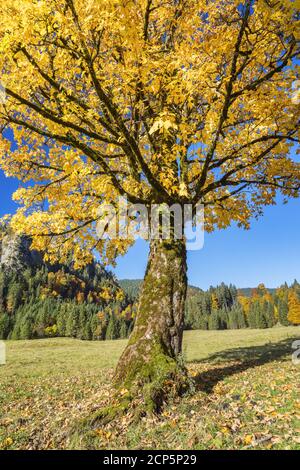 Sycamore érable dans les Alpes d'Ammergau, Halch, Ostallgäu, Allgäu, Swabia, Bavière, Sud de l'Allemagne, Allemagne, Europe Banque D'Images