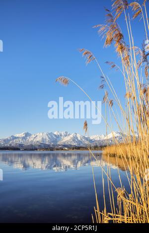 Hopfensee en face du panorama des montagnes de Tannheimer, Hopfen am See, Allgäu, Ostallgäu, Allgäu Alpes, Bayerisch Souabe, Bavière, Allemagne, Banque D'Images