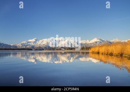 Hopfensee en face du panorama des montagnes de Tannheimer, Hopfen am See, Allgäu, Ostallgäu, Allgäu Alpes, Bayerisch Souabe, Bavière, Allemagne, Banque D'Images