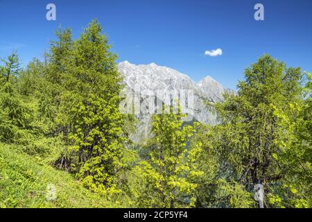 Vue de la Halsköpfl (1,719 m) en face du Watzmann (2,713 m) au Koenigssee, Schönau am Koenigssee, haute-Bavière, Bavière, Sud-allemand Banque D'Images