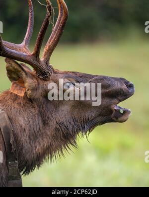 Vue rapprochée d'un wapiti de taureau. Banque D'Images