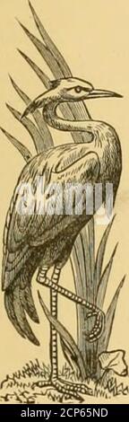 . Ornithologue et oölogist . US carolinem-is.. ..6i, 91, 132,176 Upper Passaic Valley, N. J., Birds of.... 21, 42 Vermont, Sud-Ouest, Birdsof d'hiver 63 Vireo, à tête bleue 80,183 * Caspins 47 Parbling 161 à gorge jaune 161 Vireosylvia gilva 161 Paruline, Ã tête jaune, Ã tête jaune, Ã tête jaune, Mich 55 Blackburnian 183 Black-polled 1S3 Blue-throated Blue 183 ■ Green 183 Blue Yellow-backed, 183, 191 Nest Eggles of Wargs, 101 Châtaignier 182 à capuchon 160 Kentucky 19 Swainsons in North Caro-lina 89 Townsendes 34 Worm-mangeant, nichant de In Chester Co., Pa 176 Paruline, à gorge jaune 80 Webster, N. H., Winter Bir Banque D'Images