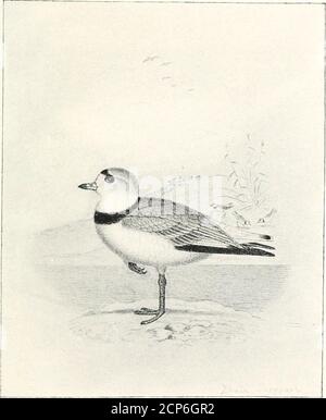 . Oiseaux de rivage d'Amérique du Nord; Histoire des snipes, des planeurs, des pluviers et de leurs alliés, habitant les plages et les marais des côtes atlantique et pacifique, les prairies et les rives des lacs et rivières intérieurs du continent nord-américain. Habitudes cette race ne diffère pas de celle de l'est•^ Pluvier siffleur. Il se reproduit dans diverses parties de son aire de répartition, et peut-être aussi loin vers l'est que le lac Kosh-konong, dans le Wisconsin, où, du comportement des oiseaux, M. Nelson supposait qu'il nichait sur la plage, buthe n'a trouvé ni nid ni œufs, bien qu'il ait acheté un seul de la balle d'une femelle à Waukegan. Il Banque D'Images