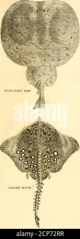 . Un nouveau système de l'histoire naturelle des quadrupèdes, des oiseaux, des poissons et des insectes . il fixe ou feven dents, et au-dessus d'eux un fmail fémicarricarne. Sur le dessus de la tête est un tube de la petite taille, ou couche-ture, comme le fieh de cétacé : le ventre et les faisceaux alternativement, comme dans les animaux de thofe qui respirent par les moyens des poumons. Il a tv/o dorfaljins ; le firgeautour du milieu, et fuppé par les tendons de fmall, que vol. III N sont * Willough. ubi fupra. f Lapoun, ou fierté des IFI, WIU. Petromyzon Branchjalis, Lin. SJ-ft, i Britilh Zoologie, ^S LES FRITS. Sont carcily vifible : l'autre Banque D'Images