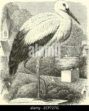 . Des histoires sur les oiseaux de terre et d'eau . à mourir avec leurs jeunes que de les déserter ; et toute la famille périt ensemble. Après une histoire si touchante, on ne se demande pas que le stork soit respecté et aimé. Les oiseaux retournent année après année à leurs vieux hunts, et sont éagerlyaccueillis par les propriétaires des maisons. Il ne fait aucun doute que les oiseaux utiles et gentils se fixent de la même manière à nos maisons anglaises ; mais, malheureusement, chaque tempête qui a montré son visage parmi nous a été atunce abattu par le pistolet sans remords, de sorte qu'il n'y a aucune chance de se retrouver parmi u Banque D'Images