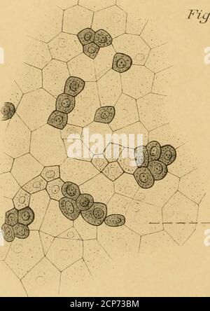 . Beiträge zur Kenntnis der Anatomie und physiologie der Athemwerkzeuge BEI den Vögeln . ^ 7t- ^-i^^ABS &.^ S %i * 90^07^:. &gt;^^^ n^2.. :.ou vWlüldl Tar.XXL Banque D'Images