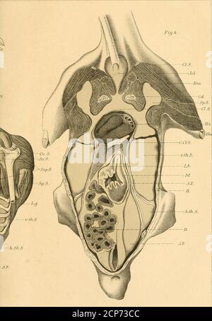 . Beiträge zur Kenntnis der Anatomie und physiologie der Athemwerkzeuge BEI den Vögeln . :.ou vWlüldl Tar.XXL. Anii Zciischill /!/ss./foolo(/ic BD.I.XL laf.XXH. S,j Filj (!. ,,&lt;i-^J^yi?- (VS. Les axes n ih Banque D'Images