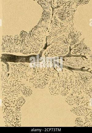 . Beiträge zur Kenntnis der Anatomie und physiologie der Athemwerkzeuge BEI den Vögeln . ^RJS. ^ 7t- ^-i^^ABS &.^ S %i * 90^07^:. &gt;^^^ n^2. Banque D'Images