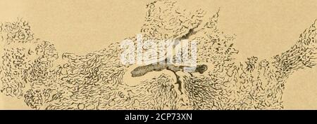 . Beiträge zur Kenntnis der Anatomie und physiologie der Athemwerkzeuge BEI den Vögeln . Ttq /. ^RJS Banque D'Images