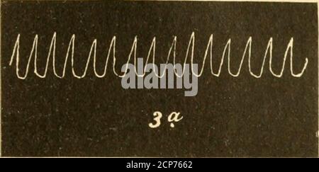 . Beiträge zur Kenntnis der Anatomie und physiologie der Athemwerkzeuge BEI den Vögeln . 49 Kurve 3 b. Eben so auf das caudale Ende der Crista aufgesetztunter einem Winkel von ca. 8ü.. AAammaaAaa Banque D'Images
