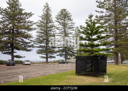 Pins de l'île Norfolk Araucaria heterophylla qui pousse à Newport Beach, à Sydney, en Australie, souvent appelés pins triangulaires Banque D'Images