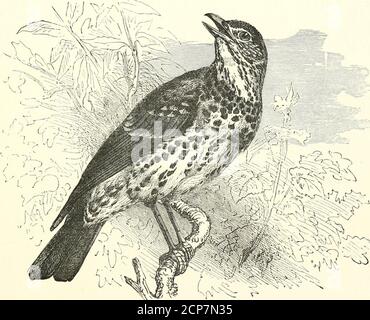 . Histoires sur les oiseaux de terre et d'eau . yards, sa nourriture principale est de caractère animal. Il dévore des limaces et des vers de terre, et vous pouvez plandozens de thrushes sur la pelouse après la pluie, en marchant et en ramassant des thworms. Son projet de loi est aussi long que sa tête, et il est très utile pour lui en proturinghis nourriture. Il a une grande fantaisie pour les escargots, et il brise les coquilles pour les sortir; et il a été vu pour placer l'escargot entre deux cailloux que l'on utilise pour le but, et marteau avec son bec jusqu'à ce que la coquille soit cassée. Vers l'automne, un grand nombre de joies viennent du nord de l'Europe à l'hiver Banque D'Images