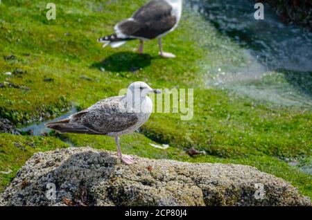 Mouettes sur la plage rocheuse en Islande Banque D'Images