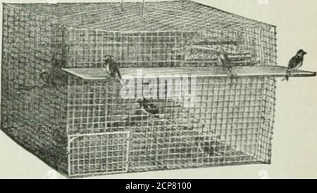 . Minerai d'oiseau . Toujours en place Sparrow Trap $5 y compris la réception cage ^f^*-^ le tr;ip avec une record de l529Spar-rangs capturés dans fivemonllis est le ton pour obtenir et catchces bruités, dirtyhans qui 6gh1loin la chanson birdsque nous adorons tohas autour, et aussi sortir de la nourriture dedfor- vos volailles, qui piégent plus vite que les intentspour le prix de la volaille. .Envoyer aujourd'hui pour un piège qui est garanti pour débarrasser vos terrains des Bruant. ENTREPRISE DE DÉROUTEMENT TOUJOURS DÉFINIE. 1004 West quinzième Street Davenport, Iowa QUEL OISEAU EST-CE? Un musée de poche de la terre oiseaux des États-Unis de l'est, arrangé selon Banque D'Images