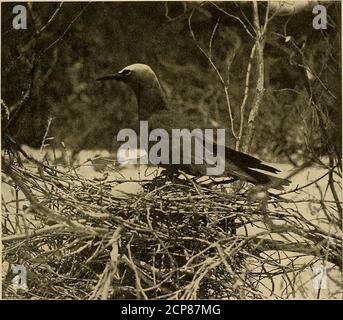 . Minerai d'oiseau . HOCHER LA TÊTE SUR LE NID. HOCHEMENT DE TÊTE. NID ET OEUF 8o Bird-Lore est mauvais; ils sont minces et flimsy et le premier à souffrir des vents violentwinds qui passent parfois au-dessus du groupe. Dans la semaine qui suit l'arrivée des oiseaux, les premiers oeufs sont à foudre. L'année dernière, les dénombrements étaient les suivants : le 8 mai un; le 9 mai cinq; le 10 mai dix; le 11 mai vingt-trois; le 12 mai trente-sept nouveaux oeufs.les dénombrements étaient maintenant abandonnés, car on était susceptible de négliger un oeuf et de l'inclure dans le dénombrement d'un jour suivant. Les oeufs nécessitent de trente-cinq à trente-six jours pour éclore. Les figurines sont données uniquement sur seve Banque D'Images