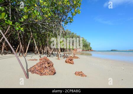 Racines aériennes de mangroves côtières à la baie de Daliwuy (Binydjarrnga), Terre d'Arnhem est, territoire du Nord, territoire du Nord, Australie Banque D'Images