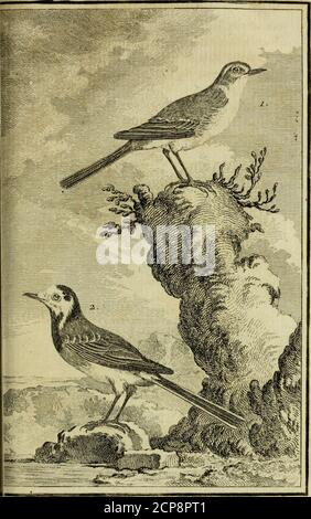 . Historique naturel des oiseaux . 0/;i ■ IX y Y. xi r. /,«&lt;?. ï-l?-. J, A J, A VAMJXŒRE. 2.UX BERGERCME T TE . des bergeronettes. 377 LES BERGERONETTES OU BERGERETTES. * LA BERGERONETTE GRISE {A). Première efpèce. An vient de voir que YefpCEE de lalavandière eft (impie & na quune légérevariété : mais nous tous trois épèces * Voye es plantes enluminées, 77. ° 674 et gt ; fig. 1*(a) Motacilla cinerea* Barrère, Ornithol. ClaflT. M,G. 19, SP» 2.—Mufcipata prima, mycocos, knipo*logos , peuceri, fliegenftecher . mencktnfiecher , ftichtr*ling. Schwenckfeîd , Aviar.Sikf. 307. Il paroî Banque D'Images