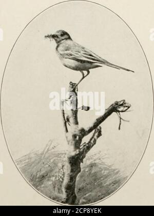 . Les manières de la nature sauvage . FEMELLE JAUNE WAGTAILGOING POUR NID. 2o6 NATURES SAUVAGES VOIES. Populairement supposé être gouverné par des lois d'instinct montonouly rigides. Pas un des quatre individus que j'avais sous-observation a montré n'importe quelle disposition à donner Wingedinsectes le moindre quart. Si le plus à l'extérieur. LE PETIT JAUNE DE QUEUE DE CHEVAL. Victime dans une rangée tenue entre les mandiblesréussit à se wriggle libre, et est tombé dans l'herbe en dessous, il a été immédiatement suivi et re-couvert. Si une mouche de toute taille passa incautiouslyoverhead, elle fut poursuivie et invariablement caughtpar un flutter vertical dextres. Bien que le blac Banque D'Images