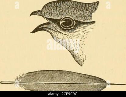 . La vie des oiseaux de la Nouvelle-Angleterre: Être un manuel de l'ornithologie de la Nouvelle-Angleterre; . theirname, — bien que trop souvent exposé dans de telles situations à la catastrophe par le feu et les inondations ;comme quand une pluie trempée desserre la mucilaginoussfixation du nid, et le tout vient tumblingdown. La poêle à frire dont les oiseaux de littlebirds tombent parfois intothe feu, est l'un des figues o.-ch.mxev sw.kt, avec les plus curieux de tous les Speci- mucronate rectnx. Mens de l'architecture d'oiseau. Il se compose d'un panier de morceaux de brindilles, collés ensemble et sur le côté de la thechimney avec la salive collante des oiseaux — la samesubstposition que dans Banque D'Images
