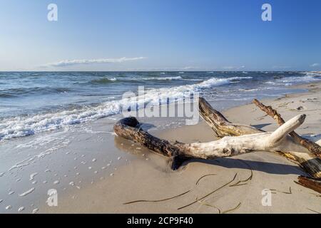 A la mer Baltique sur la plage ouest, Prerow, Fischland-Darß-Zingst, Mecklembourg-Poméranie occidentale, Allemagne, Europe Banque D'Images