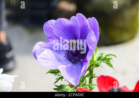 Anemone chinensis Poppy Anemone Windflower Banque D'Images