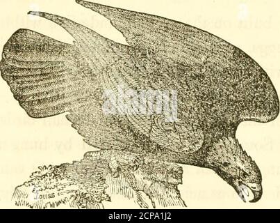 . Oiseaux rapaces de l'Ohio . bec grand, comprimé; incurvé et pointu au point, base rectitude. Genre Aquila—Mcehring—Eagles. Grand; bec large, fort, comprimé, et accroché à la pointe; ailes longues, pointues, très fortes; tarsi modéré, adouci à la base des orteils.queue assez longue, arrondie ou en forme de coin; orteils et griffes longues; la chattertrès pointu et courbé. Aquila chrysaetos—Linn—Golden Eagle. Femelle adulte.—^Wings long; le quatrième quill le plus long, le troisième almostequal, le deuxième considérablement plus court, le premier court; le premier, le deuxième, le troisième, le quatrième, le cinquième et le sixième ab-rust coupé o Banque D'Images