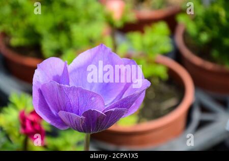 Anemone chinensis Poppy Anemone Windflower Banque D'Images