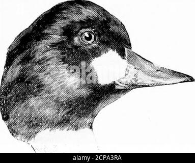 . La chasse et la pêche en Floride, y compris une clé pour les oiseaux aquatiques connus pour se produire dans l'État . Headblack glossed with green; back grisish; specu=lum White. Longueur, 17; Wing, 8.10; Tarsus, 1.50: Bill, 1.80.semblable à l'espèce précédente, dont il diffère seulement en étant un peu plus petit; tête noirâtre brillant; blanc spéculum. Aythya americana (malej.Redhead Duck. Voir page 21G Aythya americana (femelle).Redhead Duck. Voir page 22C Aythya marila nearctica (mâle).Greater Shaup Duck.Bluebill. Voir i^age 228 Aythya affinis (mâle).petit Fuligule de Fuligule de Fuligule de Fuligule.Bluebill, Voir page 229 CLÉ DE L'EAU de THK Banque D'Images