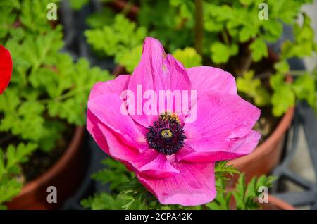 Anemone chinensis Poppy Anemone Windflower Banque D'Images