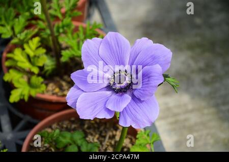 Anemone chinensis Poppy Anemone Windflower Banque D'Images